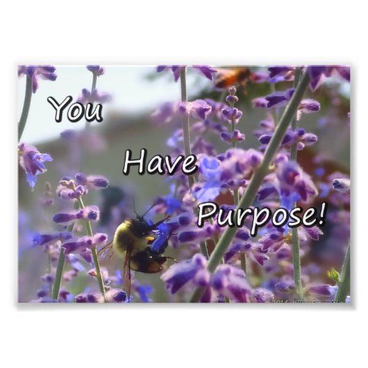 Bumble Bee Photo - Vous Avez Un But (Devant)