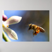 Bumble Bee pollen poster (Voorkant)