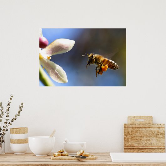 Bumble Bee pollen poster (Keuken)