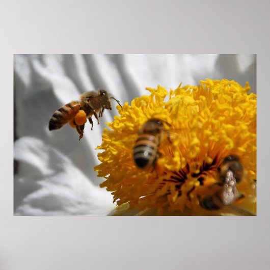 Bumble Bee pollen poster (Devant)