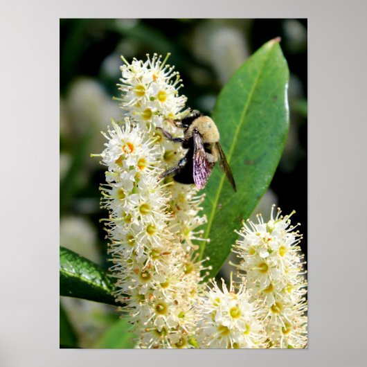 Bumble Bee Poster (Voorkant)