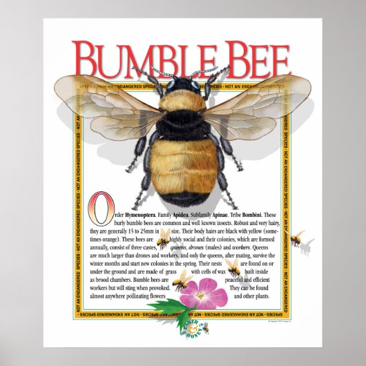 Bumble Bee Poster (Voorkant)