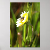 "Bumble Bee" Poster (Voorkant)