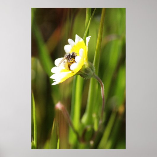 "Bumble Bee" Poster (Voorkant)