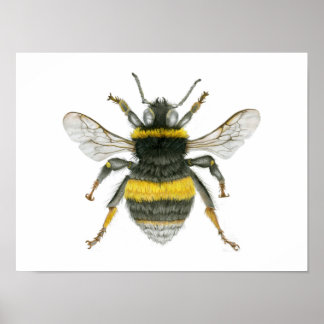 Bumble Bee Poster Imprimer
