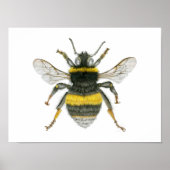 Bumble Bee Poster Print (Voorkant)