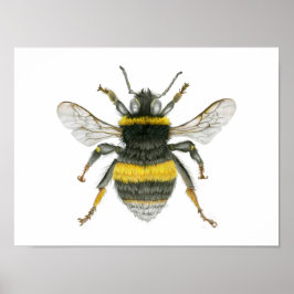 Bumble Bee Poster Print