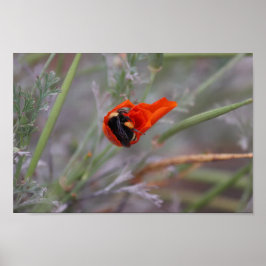 Bumble bee slaapt in een Californische papaver Poster
