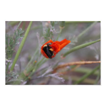 Bumble bee slaapt in een Californische papaver