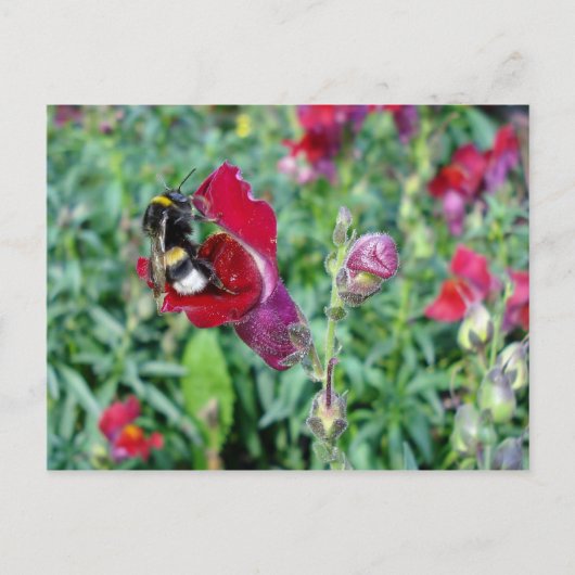 Bumble Bee/Snapdragon Briefkaart (Voorkant)