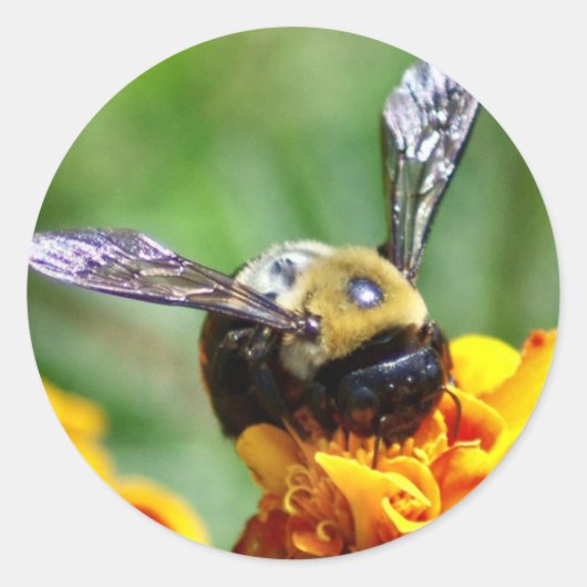 Bumble Bee Stickers (Devant)