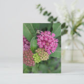 Bumble Bee Sur Carte Postale Rose Milkweed (Debout devant)