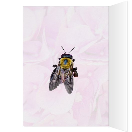 Bumble Bee Sur Hydrangea (Intérieur (Gauche))