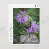 Bumble Bee Sur La Carte Postale Wild Bergamot (Devant / Derrière)