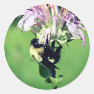 Bumble bei on bee balm Flower Ronde Sticker