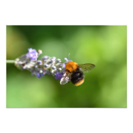 Bumble bei on Lavender Foto Afdruk