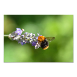 Bumble bei on Lavender Foto Afdruk