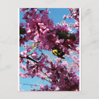 Bumble bei on Redbud tree Briefkaart