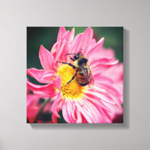 Bumble bei on roze Daisy Flower 2 Canvas Afdruk