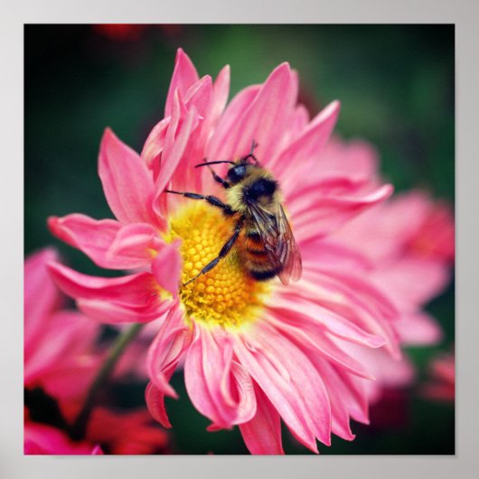 Bumble bei on roze Daisy Flower 2 Poster (Voorkant)