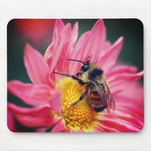 Bumble bei on roze Daisy Flower Muismat (Voorkant)