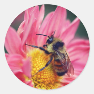 Bumble bei on roze Daisy Flower Ronde Sticker