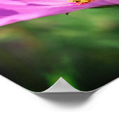 Bumble bei on roze kosmos raakt dicht poster (Hoek)