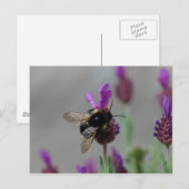 Bumblebebe sur la carte postale lavande (Devant / Derrière)