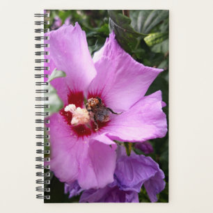 Bumblebebe sur la fleur d'Hibiscus