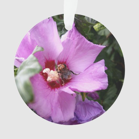 Bumblebebe sur la fleur d'Hibiscus (devant)