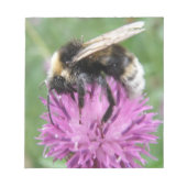 Bumblebebe sur un Bloc-notes de chardon (Devant)