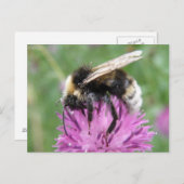 Bumblebebe sur une carte postale de chardon (Devant / Derrière)
