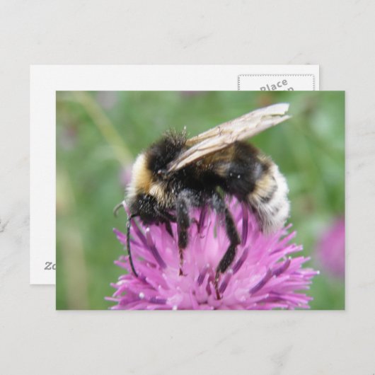 Bumblebebe sur une carte postale de chardon (Devant / Derrière)