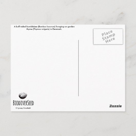 Bumblebee à queue rousse sur la carte postale Thym (Dos)