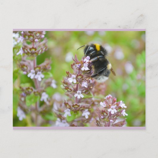 Bumblebee à queue rousse sur la carte postale Thym (Devant)