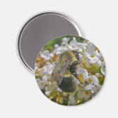 Bumblebee avec Paniers de pollen Magnet (Recto/Verso)