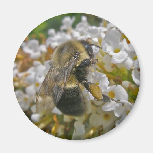 Bumblebee avec Paniers de pollen Magnet (Devant)