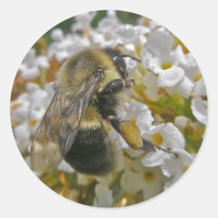 Bumblebee avec Stickers Paniers de Pollen