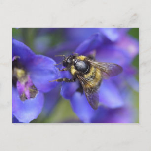 Bumblebee Close-up Briefkaart