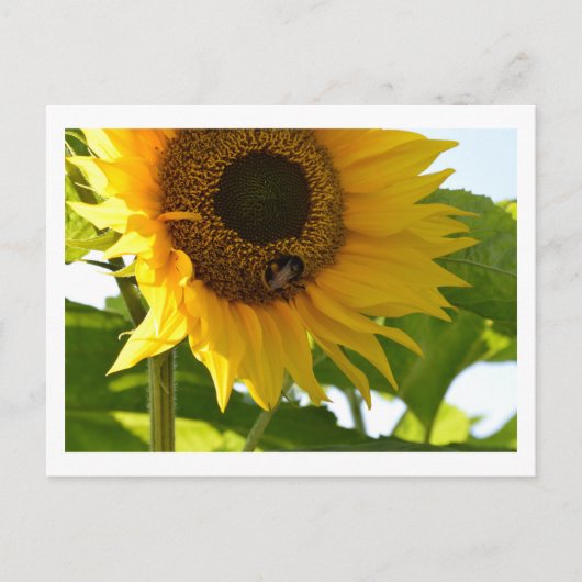 Bumblebee en Briefkaart van zonnebloemen (Voorkant)