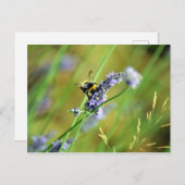 Bumblebee en lavender briefkaart (Voorkant / Achterkant)