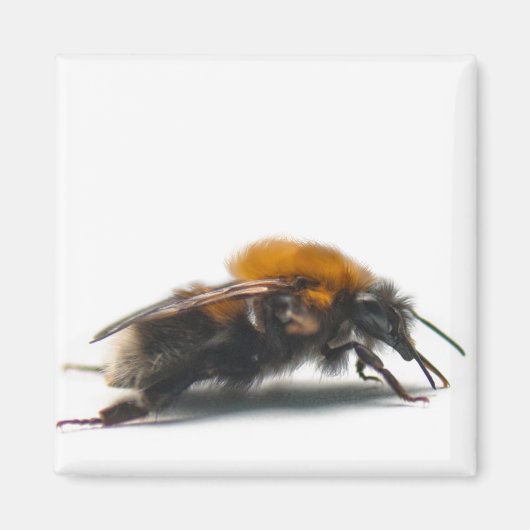 Bumblebee Magneet (Voorkant)