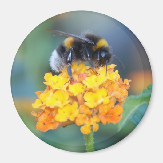 BumbleBee Magnet Magneet (Voorkant)