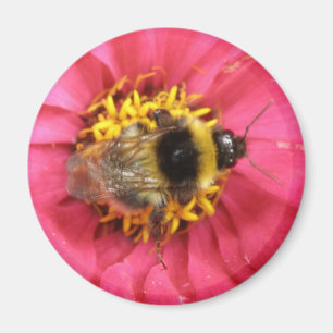 Bumblebee Magnet Magneet