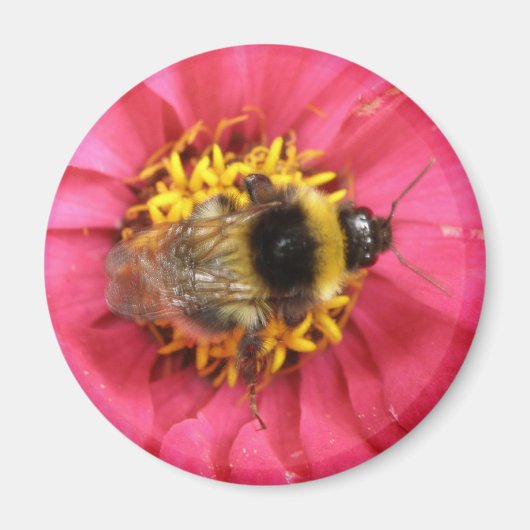 Bumblebee Magnet Magneet (Voorkant)
