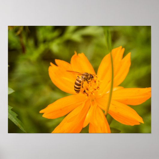 Bumblebee on a Sulfur Cosmos Poster (Voorkant)