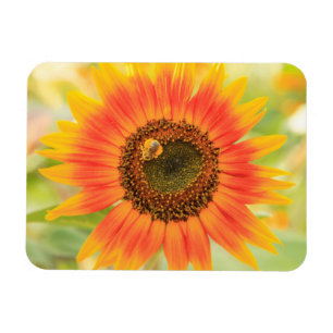 Bumblebee on sunflower, Community Garden Magneet