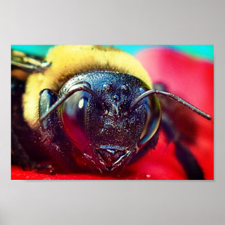 Bumblebee op bloem Fotografie Muurdecoratie Print