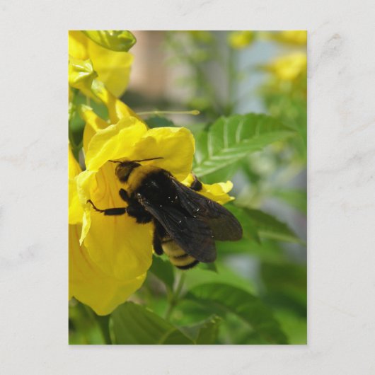 Bumblebee op Esperanza-ventilator Briefkaart (Voorkant)