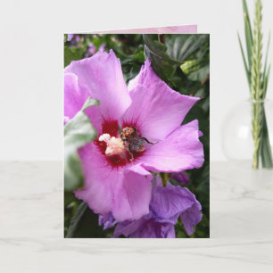 Bumblebee op Hibiscus Flower Kaart